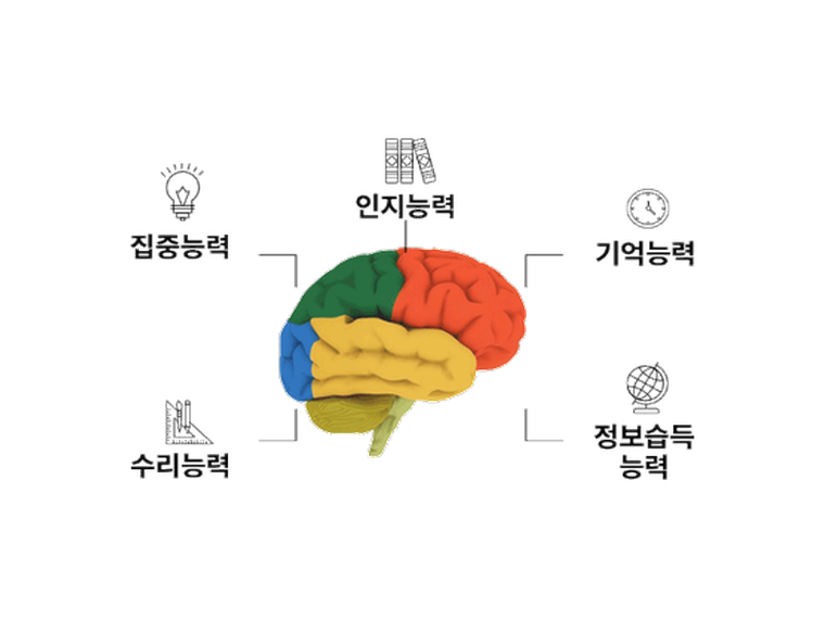 집중력·인지능력·기억능력·수리능력·정보습득능력으로 나뉜 두뇌 영역 그림