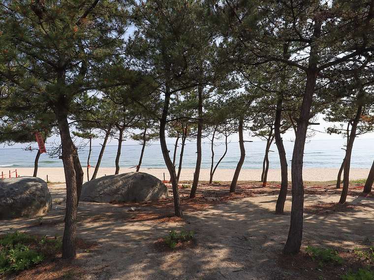 강릉 경포해변의 소나무 숲과 백사장