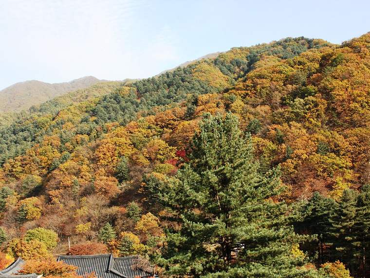 비탈면을 그대로 정원으로 꾸민 아침고요수목원의 가을 풍경