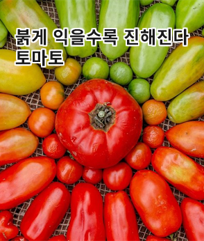 더보기